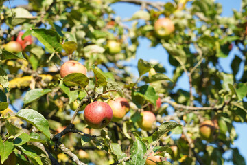 A bright red apple hangs within reach on the old apple tree