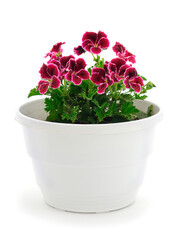 Beautiful geranium flower in pot.