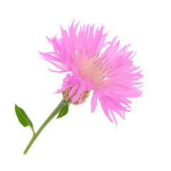 Obraz premium One pink wildflower isolated.