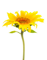 Yellow bright beautiful sunflower flower.
