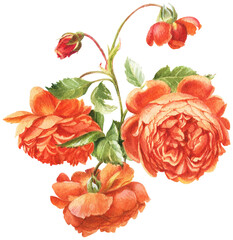 watercolor summer flowers - colorful roses in botanical style