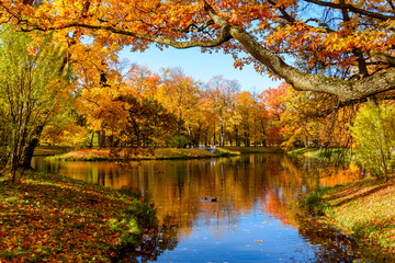 Obraz na płótnie Canvas Golden autumn (fall) in Alexander park, Tsarskoe Selo (Pushkin), Saint Petersburg, Russia