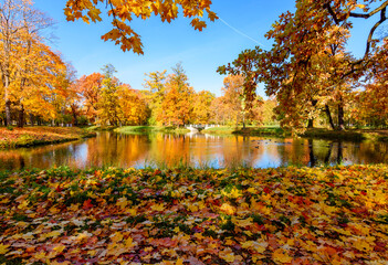 Fototapeta na wymiar Autumn landscape in Alexander park, Pushkin (Tsarskoe Selo), Saint Petersburg, Russia