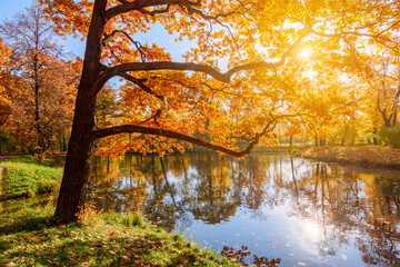 Oak tree in Alexander park in autumn, Pushkin (Tsarskoe Selo), Saint Petersburg, Russia