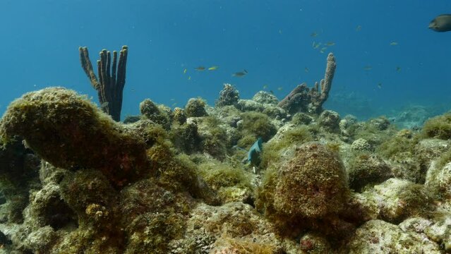 Seascape with Queen Parrotfish, coral, and sponge in the coral reef of the Caribbean Sea, Curacao