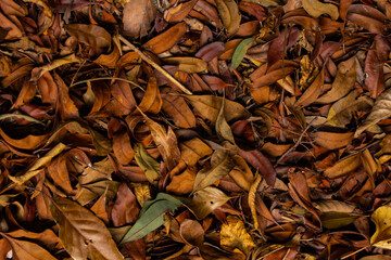 落葉した落ち葉の背景素材