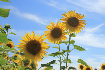 Sunflowers blooming yellow under the midsummer sun