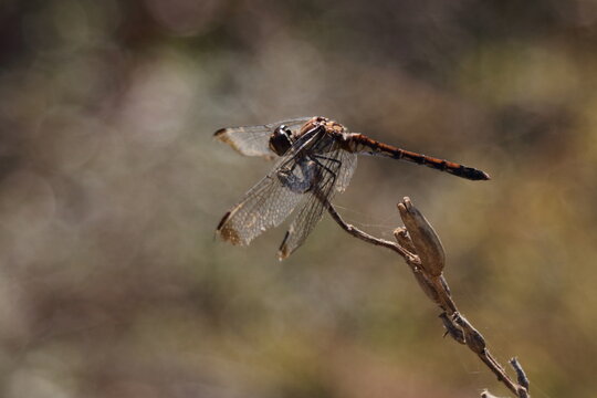 a dragonfly resting around a pond