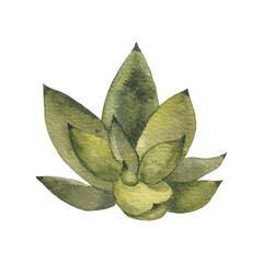 Watercolor succulents, cactus. Isolated object on a white background. Green indoor flowers. High quality illustration