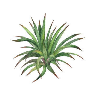 watercolor agave plant green leaves white background clip art preview