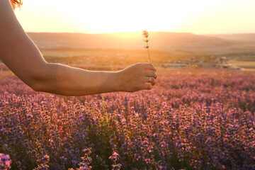 A woman's hand holds a branch of blooming lavender against the backdrop of a sunset in a lavender field.