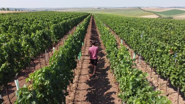 Aspiring winemaker goes through his crop and evaluates the vines over the summer, wondering what the harvest will be like. Grower's Spirit. Kyjov, Czech republic. 4k video
