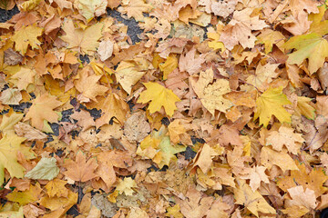 Multi Colored maple leaves lie on the grass. Autumn park. Background group autumn orange leaves. Up of fallen leaves of wet autumn leaves. Outdoor. Colorful background image of fallen autumn leaves