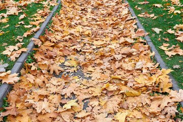 Multi Colored maple leaves lie on the grass. Autumn park. Background group autumn orange leaves. Up of fallen leaves of wet autumn leaves. Outdoor. Colorful background image of fallen autumn leaves
