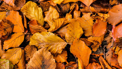 autumn leaves background