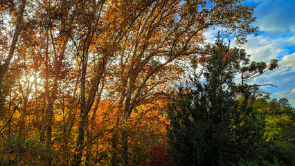 sunset in the forest with tall trees and beautiful light