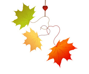 Three maple leaves of different colors: green, yellow, and red symbolize the beginning of autumn. Branches of leaves are made in the form of a heart. They are held by a rope on which love. Isolate. 