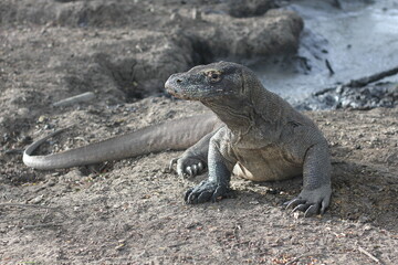 Komodo dragon is on the ground. Interesting perspective. The low point shooting. Indonesia. Komodo National Park. 