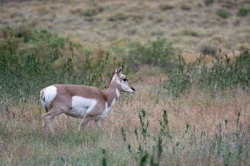 A Pronghorn, Antilocapra americana, in Yellowstone National Park