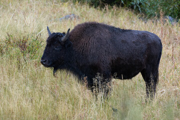 American Bison, Bison bison, in Yelowstone National Park