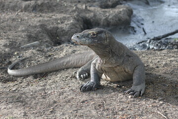 Komodo dragon is on the ground. Interesting perspective. The low point shooting. Indonesia. Komodo National Park.