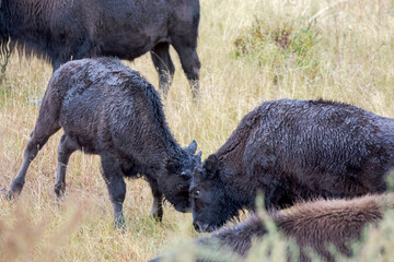 Young American Bison, Bison bison,  play fighting in Yelowstone National Park