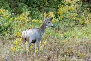 Naklejka na ściany i meble Mule Deer (Odocoileus hemionus) on alert in scrubland in Monatana