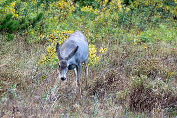 Mule Deer (Odocoileus hemionus) on alert in scrubland in Monatana