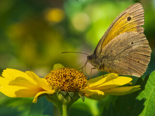 Close-up photo of a butterfly on a yellow flower