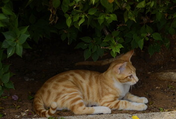 Fototapeta na wymiar A cute red kitten lies under a bush. Street cat. Ginger cat