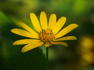 A close-up photo of a yellow daisy flower