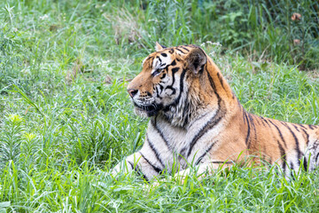 The northeast tiger of China