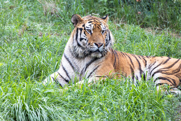 The northeast tiger of China