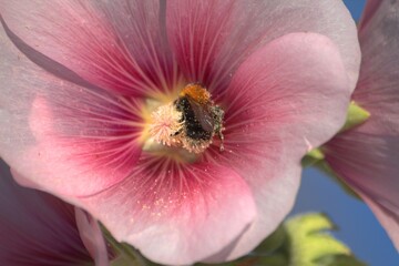 bee on a flower