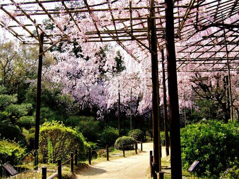 平安神宮 Images Browse 1 130 Stock Photos Vectors And Video Adobe Stock