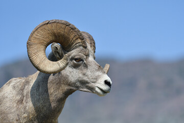 Mouflon Goat at Glacier National Park USA