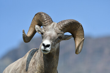 Mouflon Goat at Glacier National Park USA