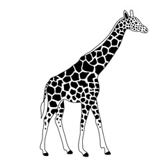 Vector flat hand drawn outline giraffe isolated on white background