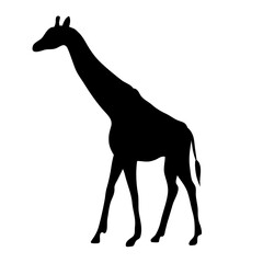 Vector flat hand drawn giraffe silhouette isolated on white background