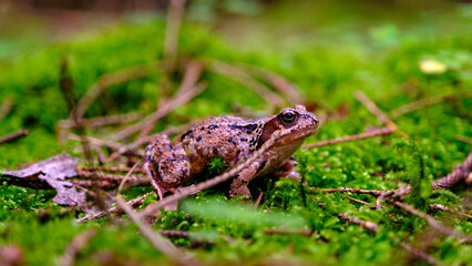 Common frog in Latvian forest, in lush green moss in summer