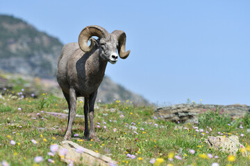 Mouflon Goat at Glacier National Park USA
