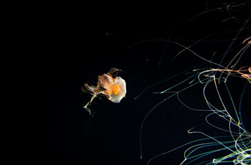 jellyfish in the ocean
