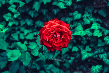 czerwona róża na zielonym tle