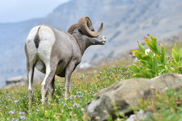 Mouflon Goat at Glacier National Park USA