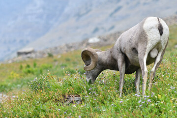 Mouflon Goat at Glacier National Park USA
