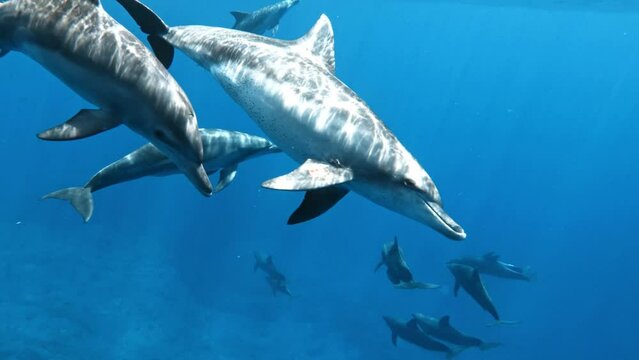 A Pod Of Bottlenose Dolphins Swimming In The Depth Of Blue Sea. - close up, underwater