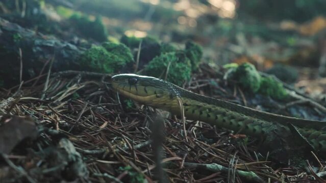 Garter Snake Slithers Through Forest