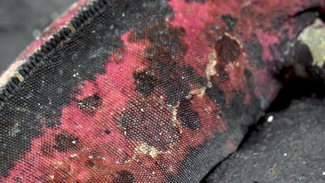 Close Up View Of Skin Textures And Colours Of Christmas Iguana At Punta Suarez In The Galapagos. Low Angle