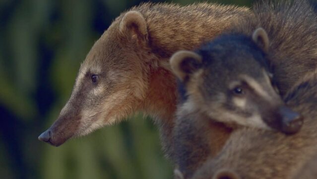Telephoto close up shot of a troop of South American Coati in the evening sun.