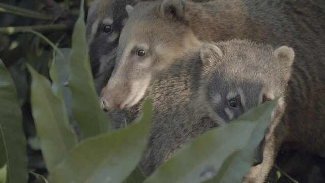 South American Coati huddled together, peeking out of the rainforest foliage. Telephoto shot.